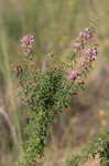 Slender lespedeza